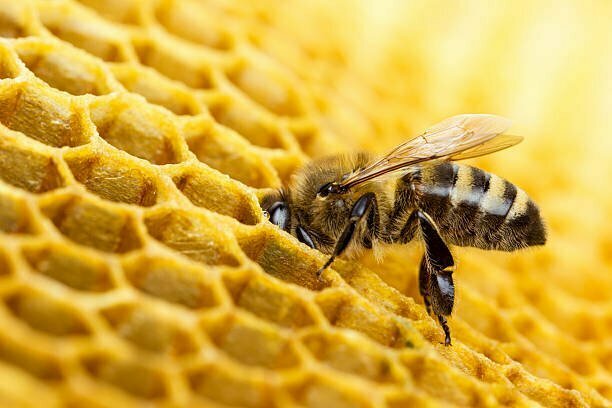فوائد العسل واستخداماته قديما
